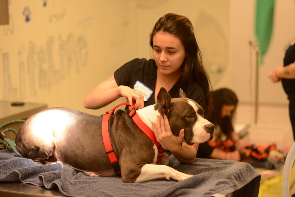 Georgia shows the way in fix for pet overpopulation