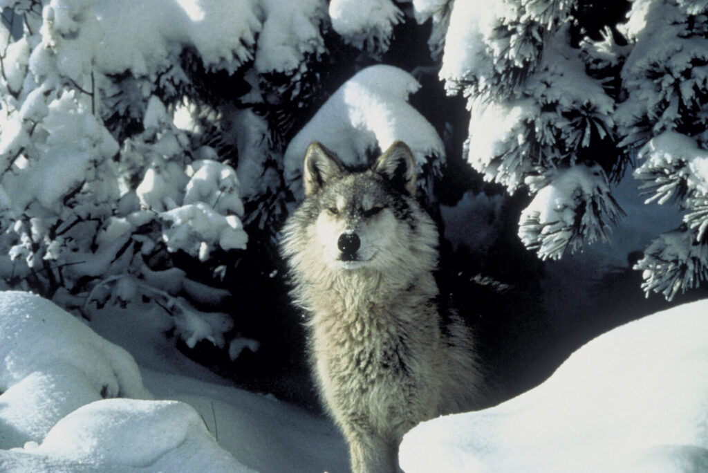 Idaho Department of Fish and Game revises and increases 2023 wolf population estimate Idaho Department of Fish and Game revises and increases 2023 wolf population estimate