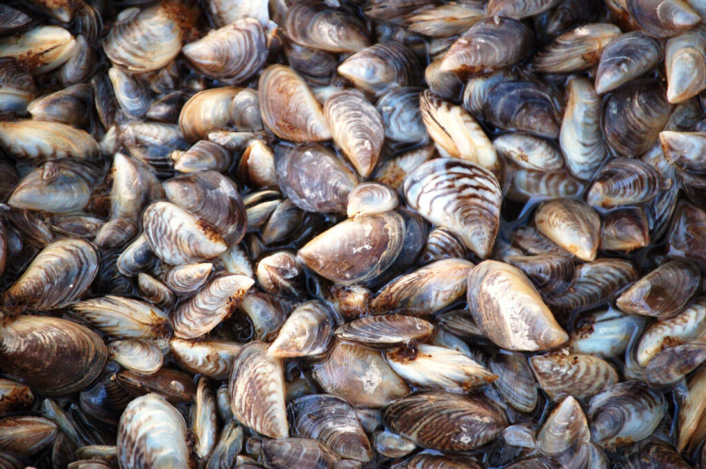 No Idaho quagga mussels detected yet in 2025