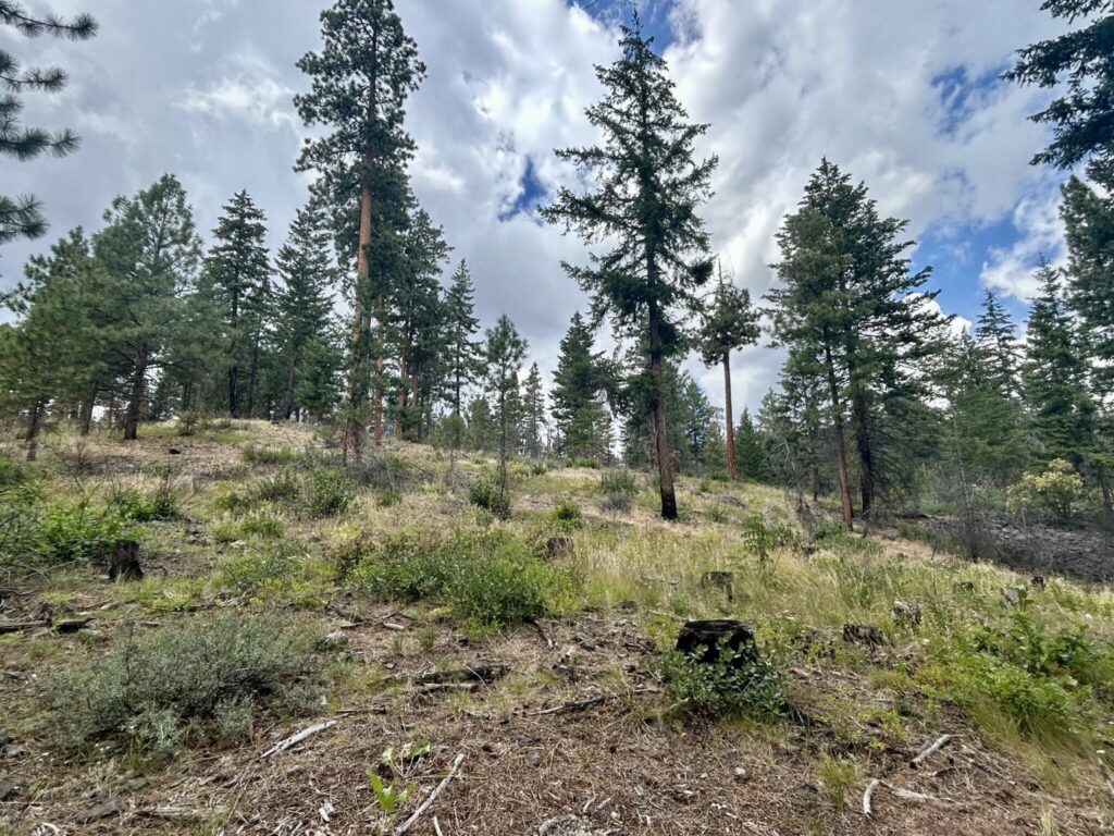 Drop in state funding for Washington’s work to prevent severe wildfires is stoking concerns Drop in state funding for Washington’s work to prevent severe wildfires is stoking concerns