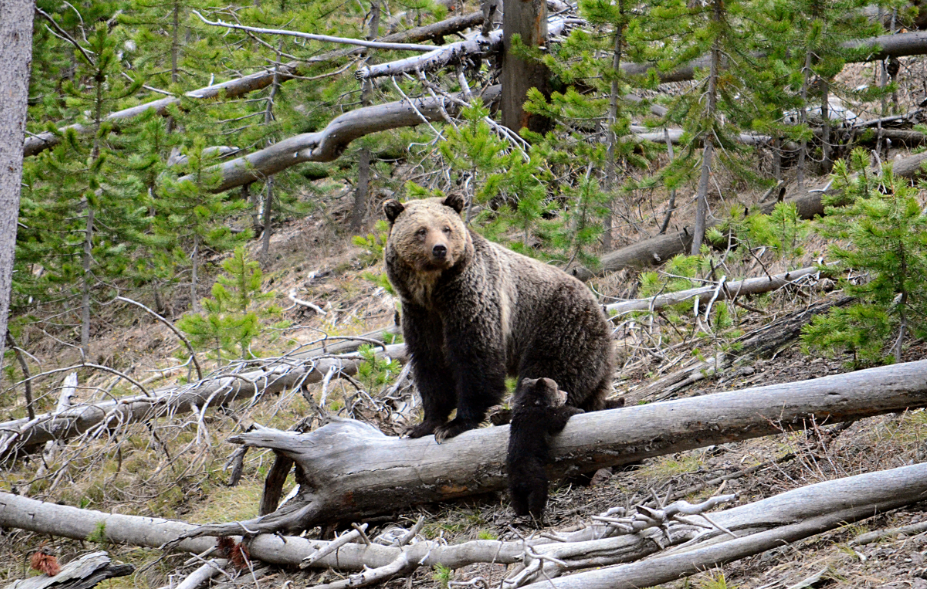 No, animals are not leaving Yellowstone National Park. (Don’t believe everything online.)