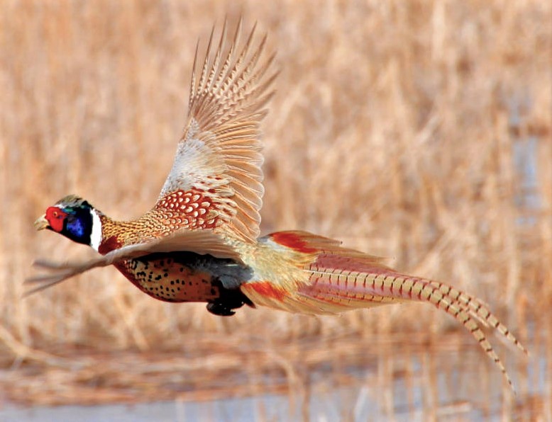 Hunters in 2024 saw Iowa’s second-highest pheasant harvest since 2007 Hunters in 2024 saw Iowa’s second-highest pheasant harvest since 2007