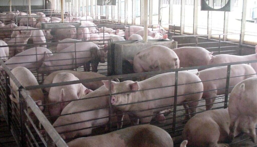 Supreme Court declines to hear Iowa pork producers’ case against California law Supreme Court declines to hear Iowa pork producers’ case against California law