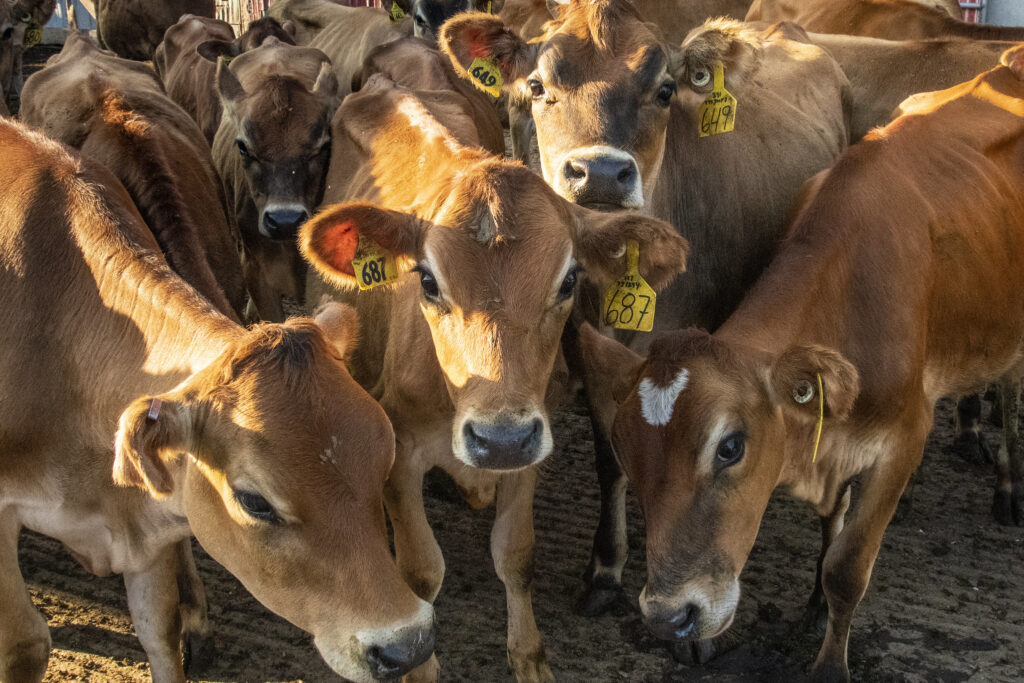 Iowa water group sues Winneshiek County over digester zoning decision Iowa water group sues Winneshiek County over digester zoning decision