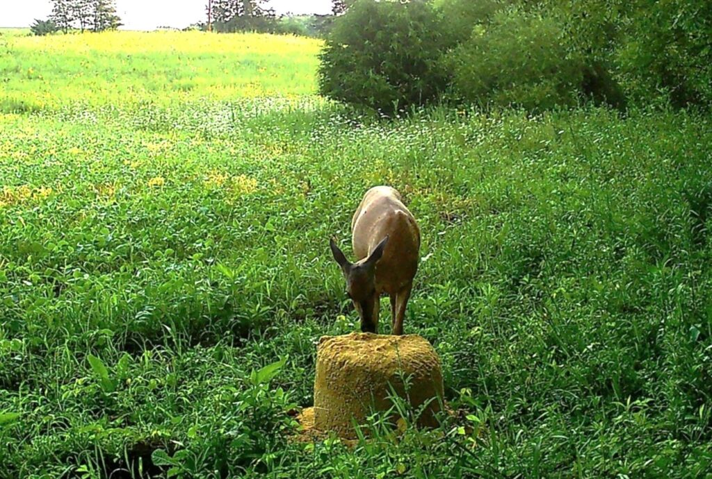 professional-deer-hunter-sues-dnr-officer-alleging-malicious