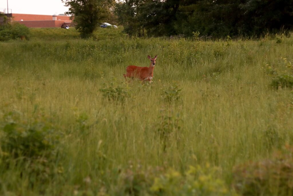 Sierra Club releases study calling for ‘connectivity’ to support wildlife species Sierra Club releases study calling for ‘connectivity’ to support wildlife species