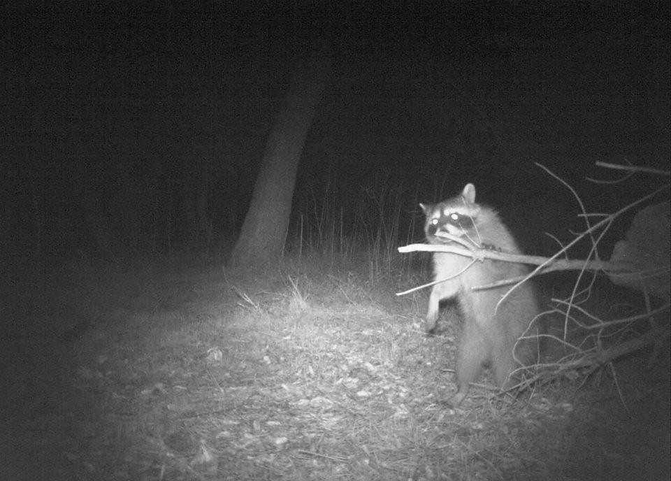 DNR says furbearer populations ‘in good shape’ leading into season opener