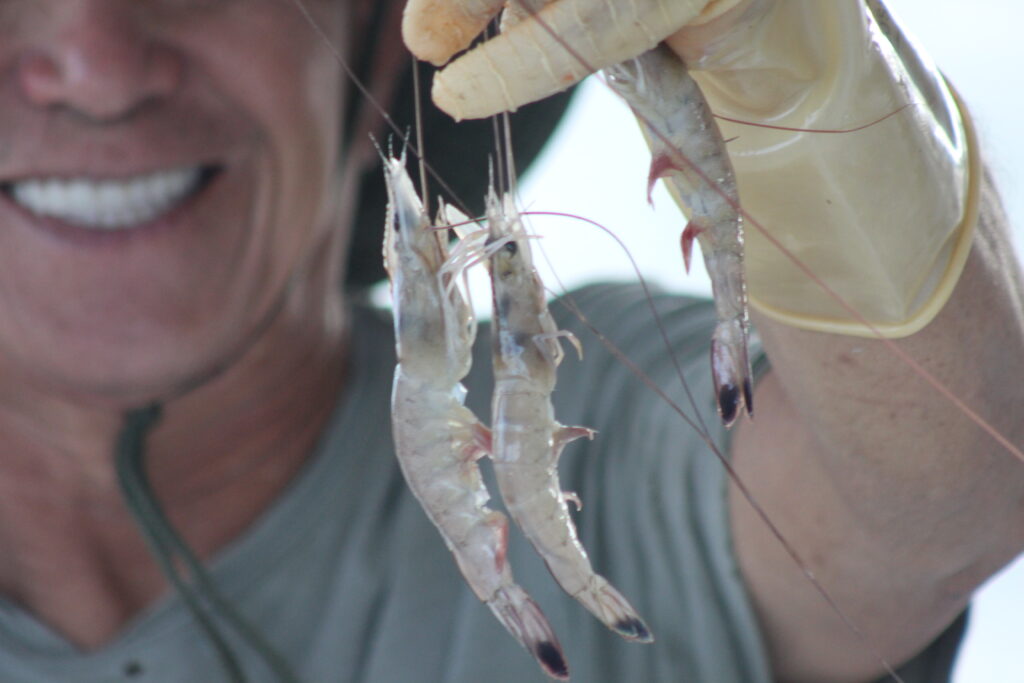 More than half of Alexandria-area restaurants sampled serve imported shrimp More than half of Alexandria-area restaurants sampled serve imported shrimp