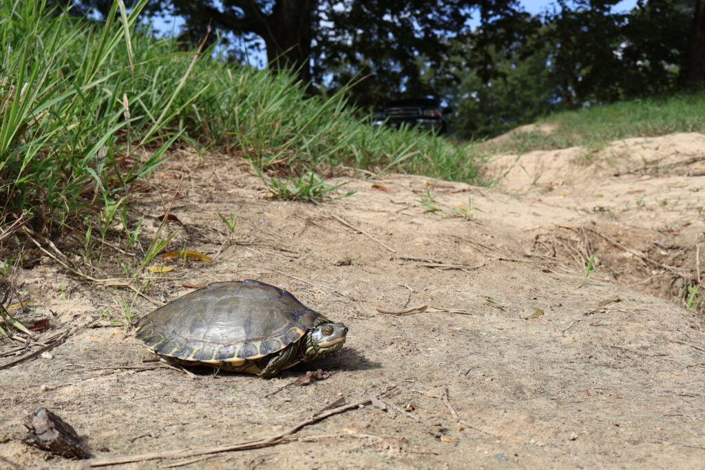 A turtle and its advocates could stand in the way of a huge Pearl River engineering project A turtle and its advocates could stand in the way of a huge Pearl River engineering project