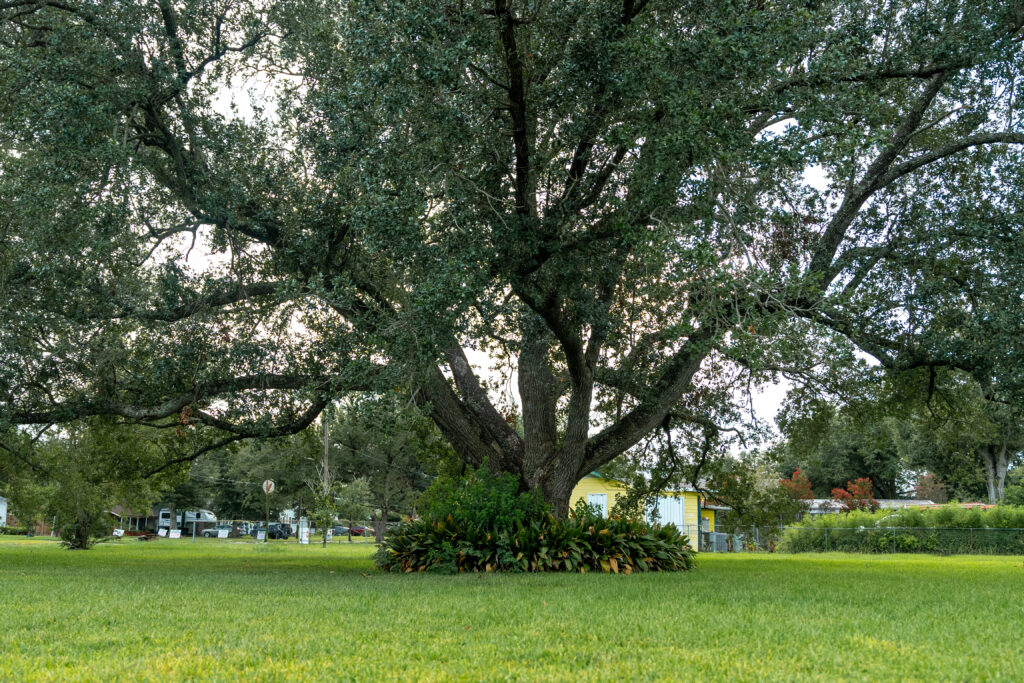 In Louisiana, little stands in the way of taking down trees for development In Louisiana, little stands in the way of taking down trees for development