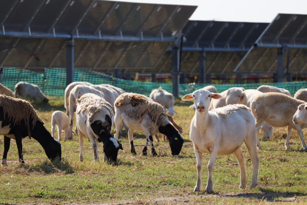 As solar energy expands in the Delta, agrivoltaic projects hope to shine As solar energy expands in the Delta, agrivoltaic projects hope to shine