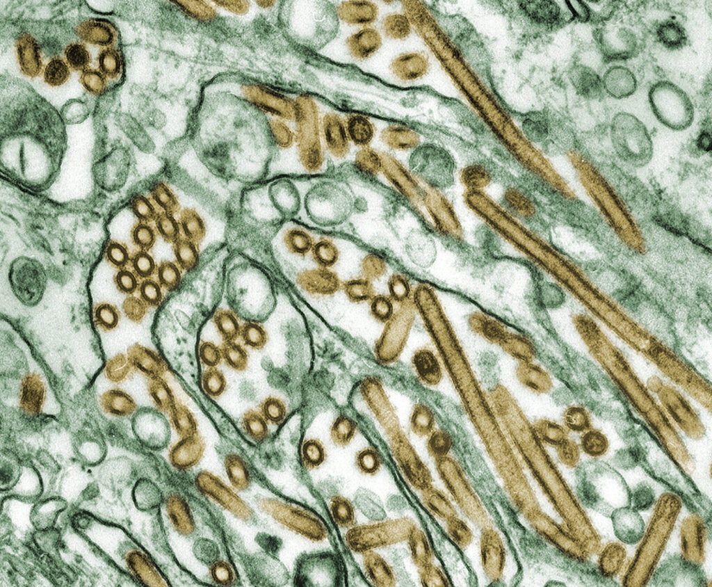 Bird flu case confirmed in domestic cat in New Orleans Bird flu case confirmed in domestic cat in New Orleans