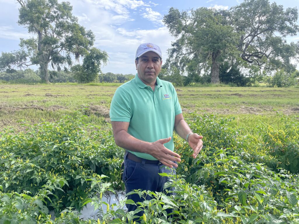 LSU’s ‘Plant Doctor’ works around the clock to heal Louisiana farms LSU’s ‘Plant Doctor’ works around the clock to heal Louisiana farms