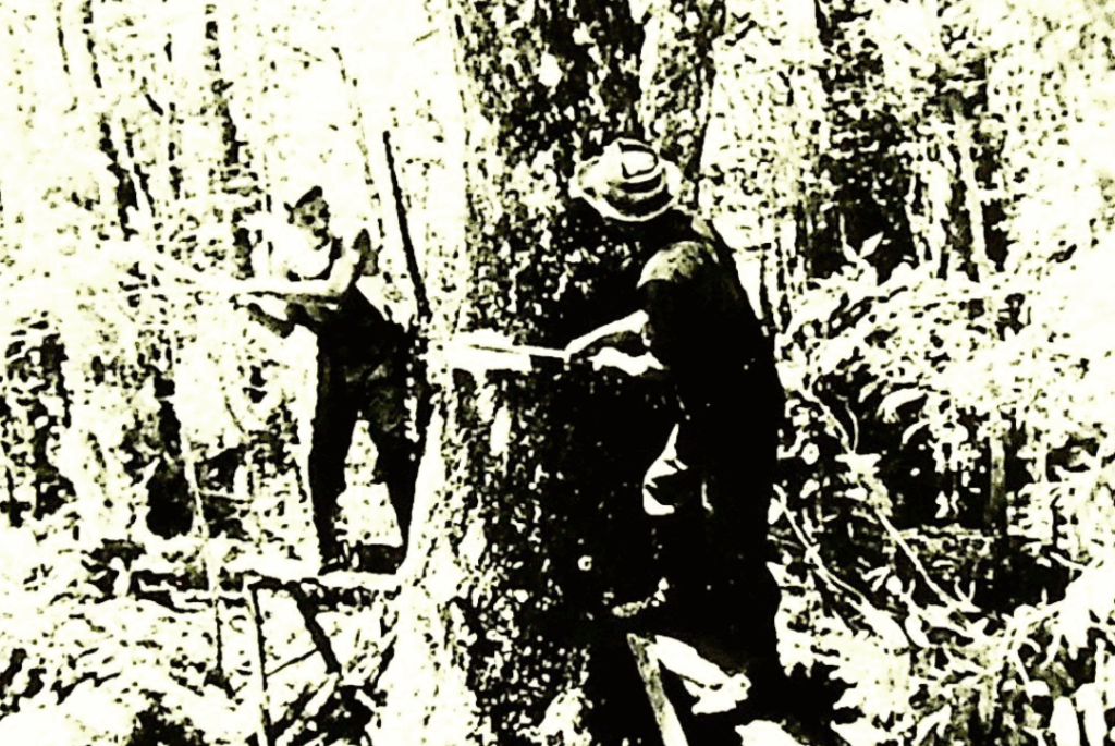 Livingston Parish history buffs stake claim to missing cypress relic, if it’s ever found 