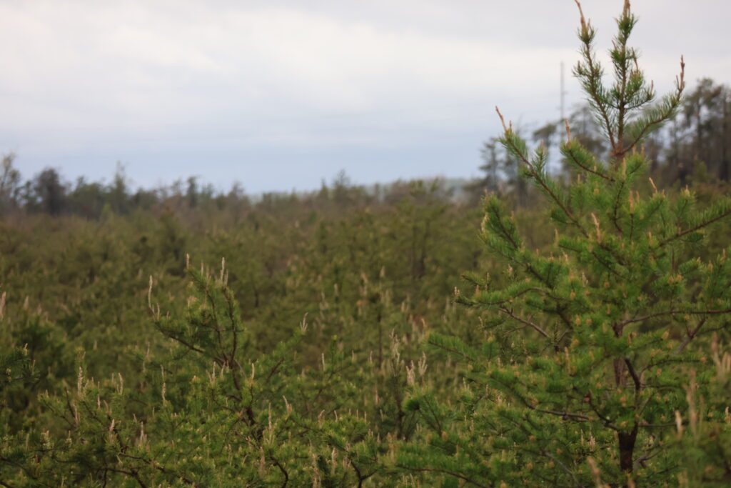 Environmentalists celebrate stricter protections for Kirtland’s warblers in Ogemaw pipeline permit Environmentalists celebrate stricter protections for Kirtland’s warblers in Ogemaw pipeline permit