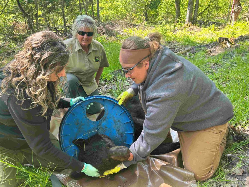 After spending two years with a plastic lid around its neck, a young black bear is finally free After spending two years with a plastic lid around its neck, a young black bear is finally free