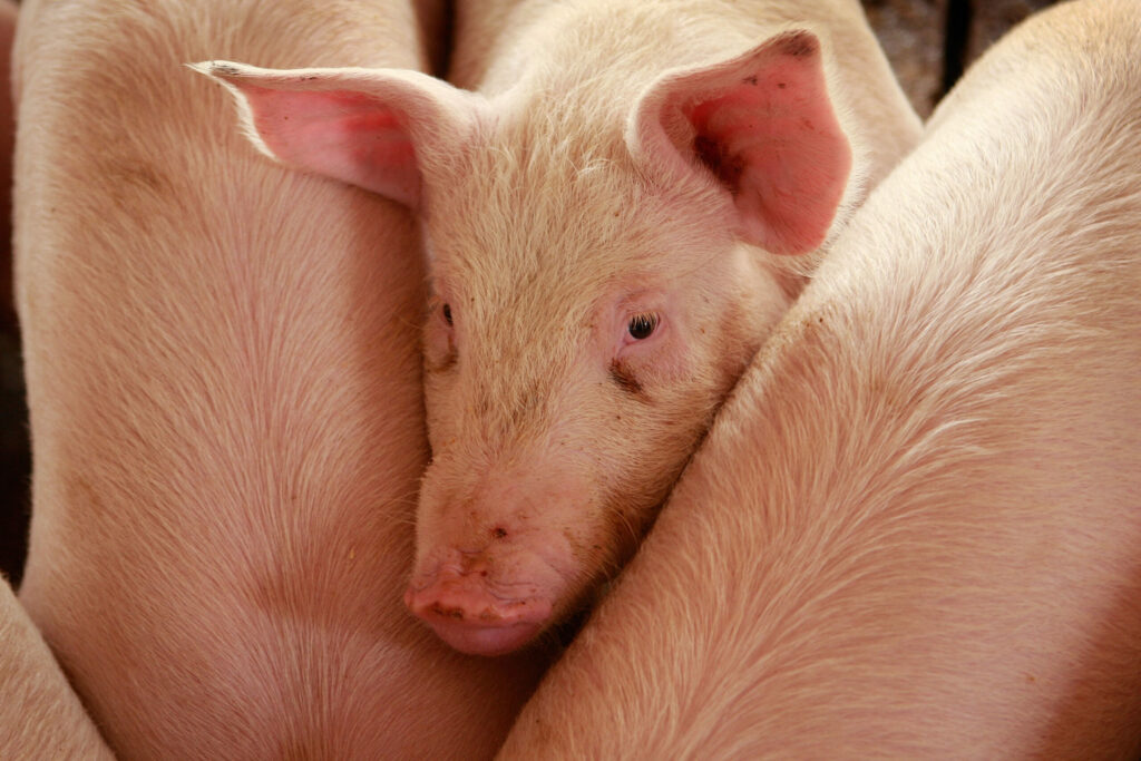 Missouri must return control over CAFOs back to local government Missouri must return control over CAFOs back to local government