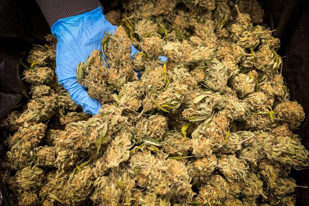 Co-owners of Missouri company at center of marijuana recall got greenlight for another license Co-owners of Missouri company at center of marijuana recall got greenlight for another license