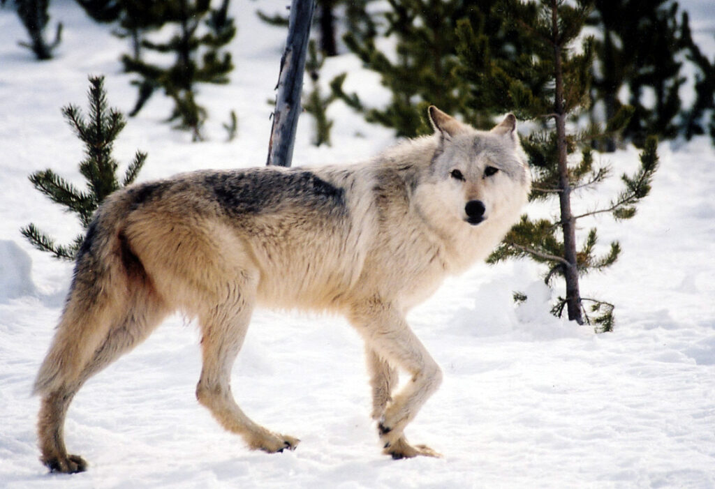 Lawmakers consider expanded wolf hunting to cut population in half Lawmakers consider expanded wolf hunting to cut population in half
