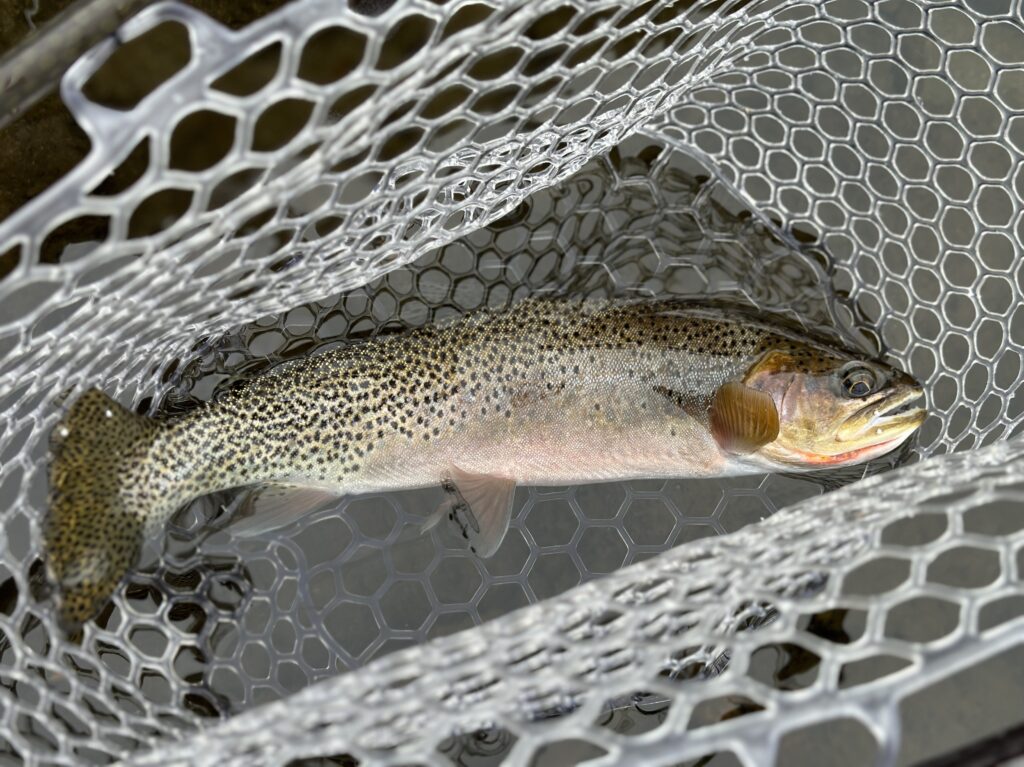 Hoot-owl restrictions in effect on section of Madison River Hoot-owl restrictions in effect on section of Madison River