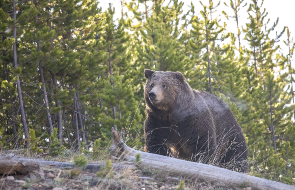 Two grizzlies killed in SW Montana following livestock conflicts Two grizzlies killed in SW Montana following livestock conflicts