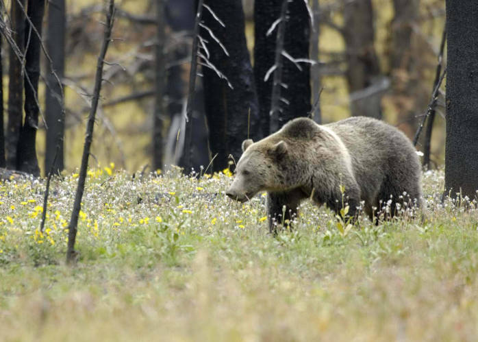 Condan landowner kills grizzly in self defense Condan landowner kills grizzly in self defense