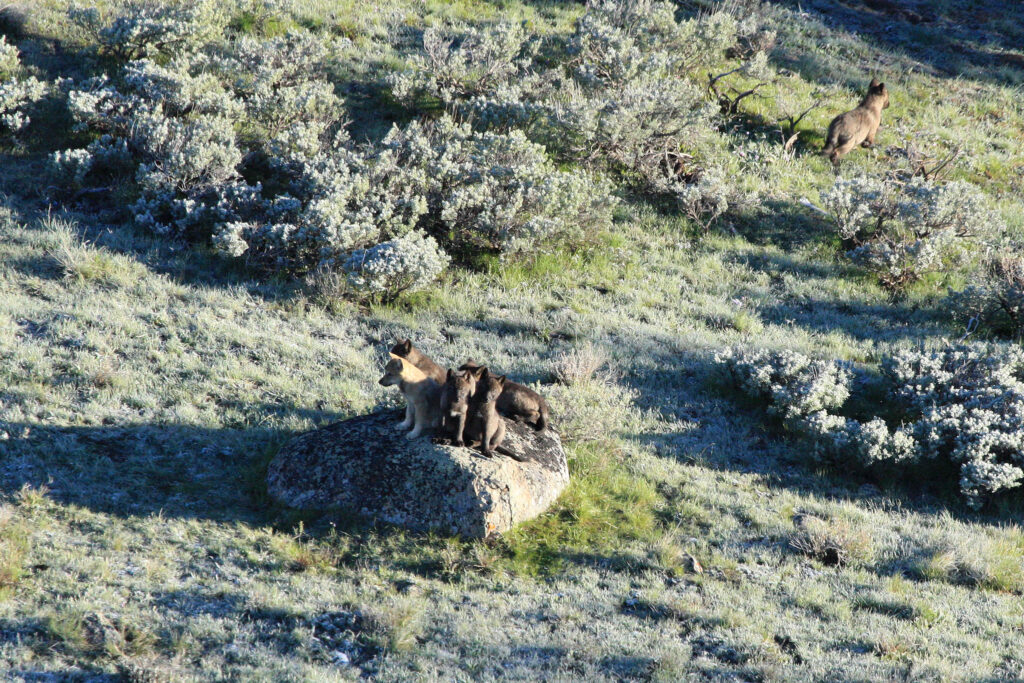 Fifth wolf killed in unit north of Yellowstone National Park despite quota Fifth wolf killed in unit north of Yellowstone National Park despite quota