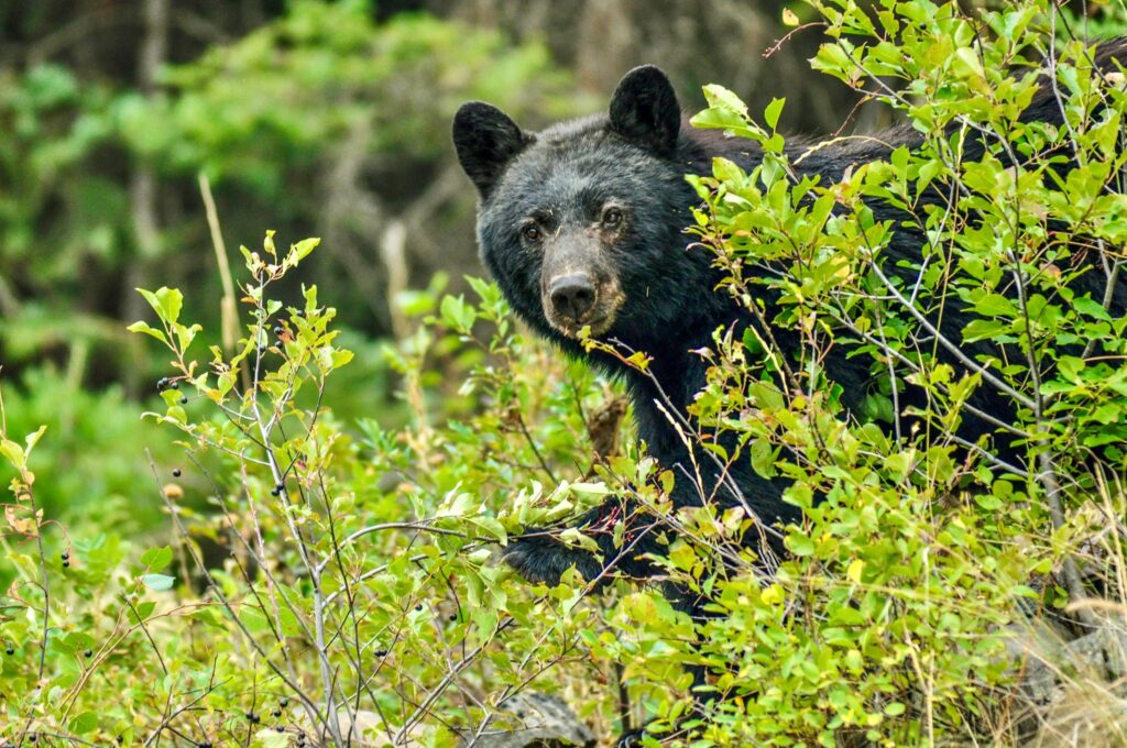 FWP launches bear relocation dashboard