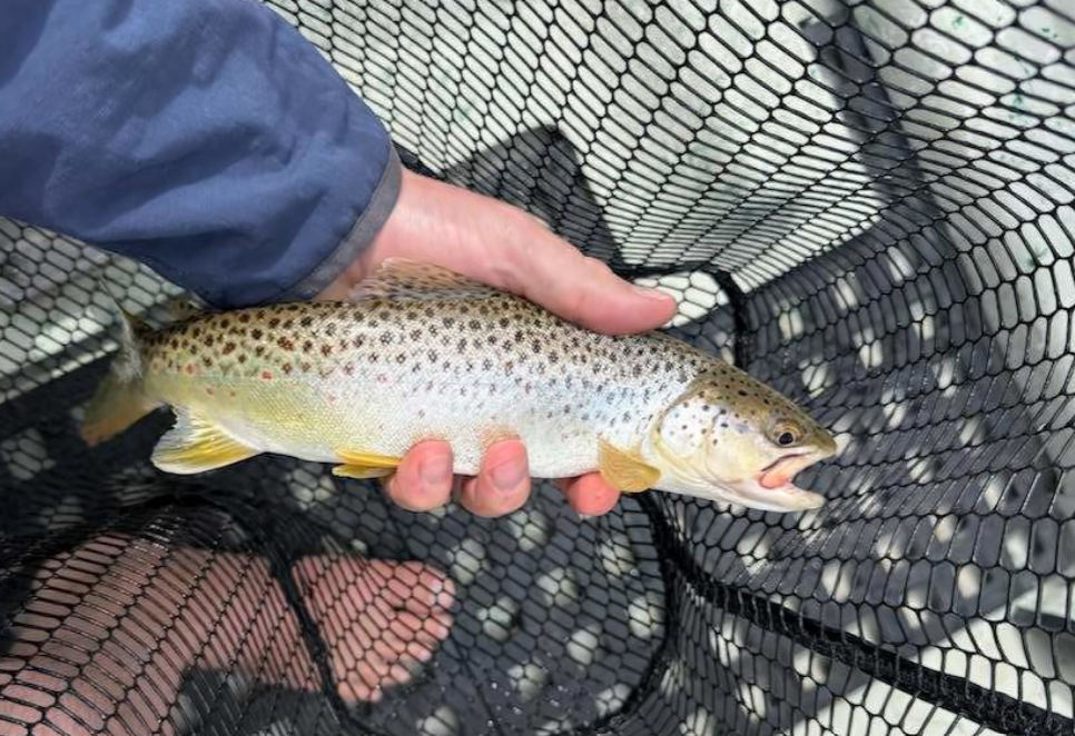 Non-native brown trout detected in Flathead River, FWP seeks additional information Non-native brown trout detected in Flathead River, FWP seeks additional information