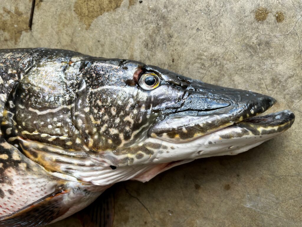 FWP asks for public’s help as northern pike found in Pine Grove Pond