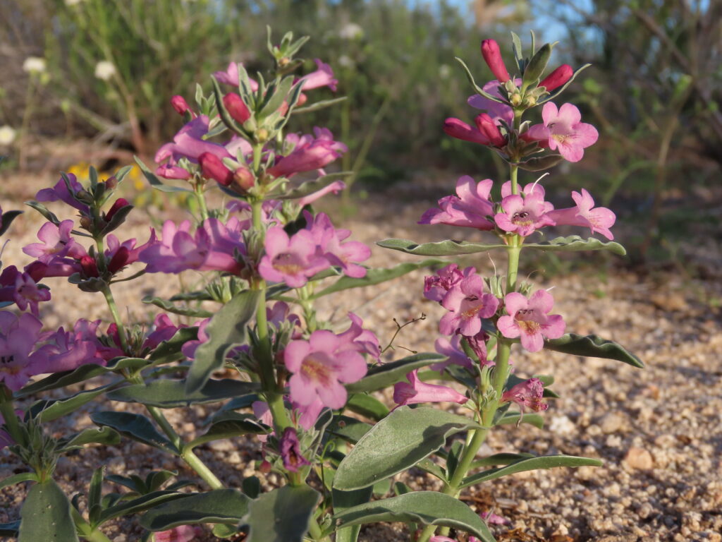 ‘A very political little wildflower’ in danger of extinction in Southern Nevada ‘A very political little wildflower’ in danger of extinction in Southern Nevada