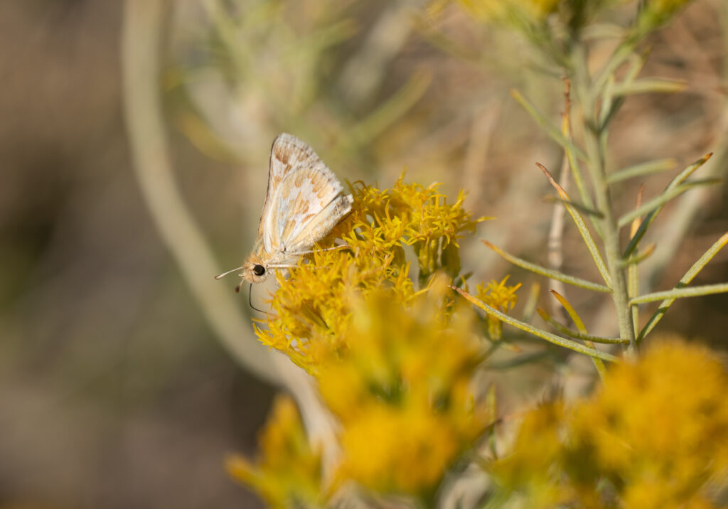 Rare Nevada butterfly proposed for endangered species protections Rare Nevada butterfly proposed for endangered species protections