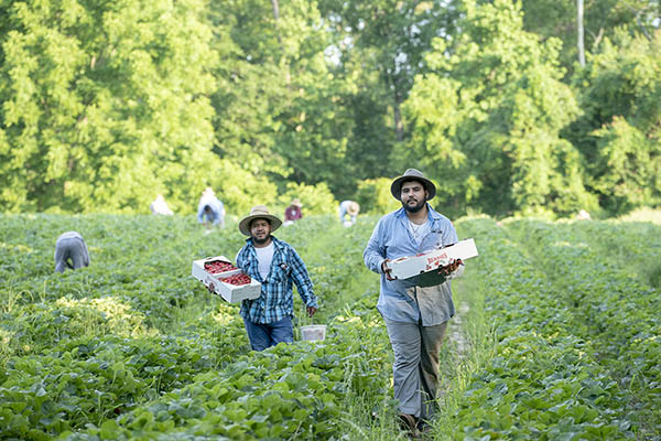 Unfair labor laws are cheating farmworkers, lawsuit claims Unfair labor laws are cheating farmworkers, lawsuit claims
