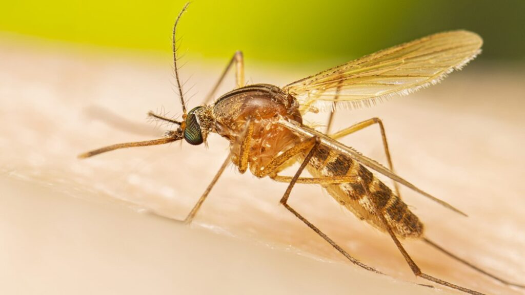 NMDOH warns of West Nile after detection in Bernalillo Co. mosquitos NMDOH warns of West Nile after detection in Bernalillo Co. mosquitos