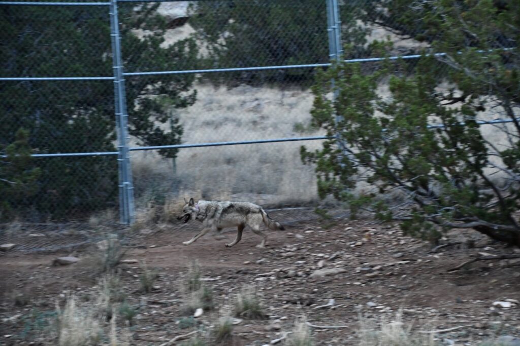 Conservation groups herald release of Asha the wolf and her pups into New Mexico wilderness