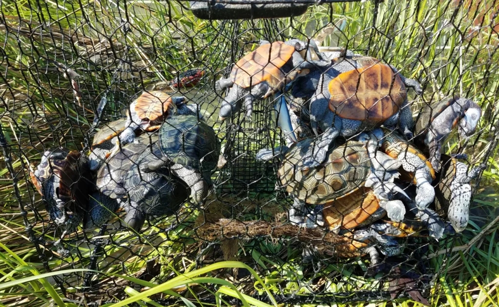 Va. watermen push back against terrapin protections on crab pots