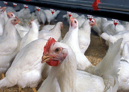 Farm worker who previously tested positive is confirmed to have bird flu Farm worker who previously tested positive is confirmed to have bird flu