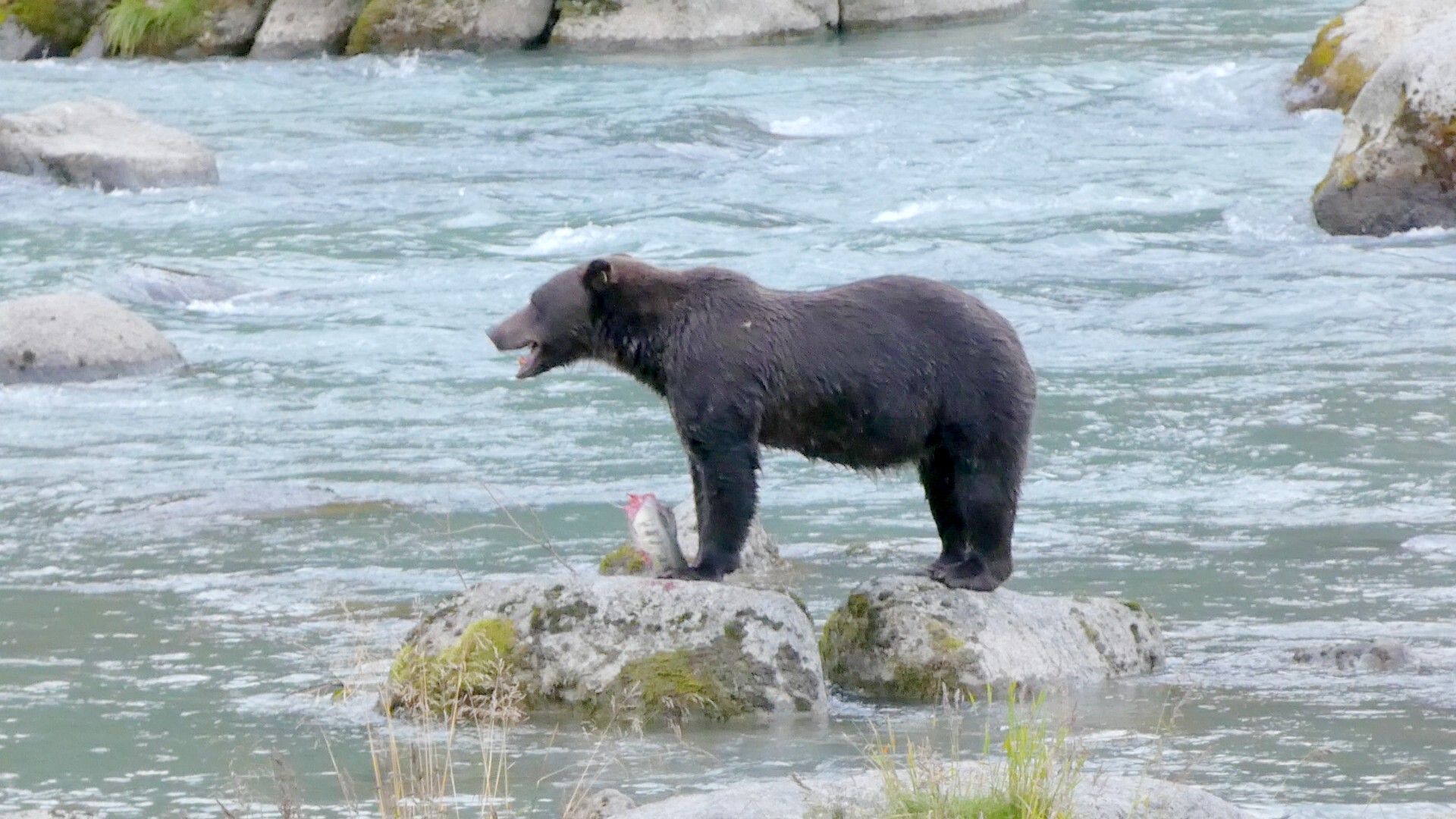 Count salmon. Get paid. Expect grizzlies. Count salmon. Get paid. Expect grizzlies.