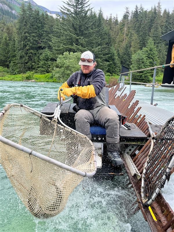 Count salmon. Get paid. Expect grizzlies. Count salmon. Get paid. Expect grizzlies.