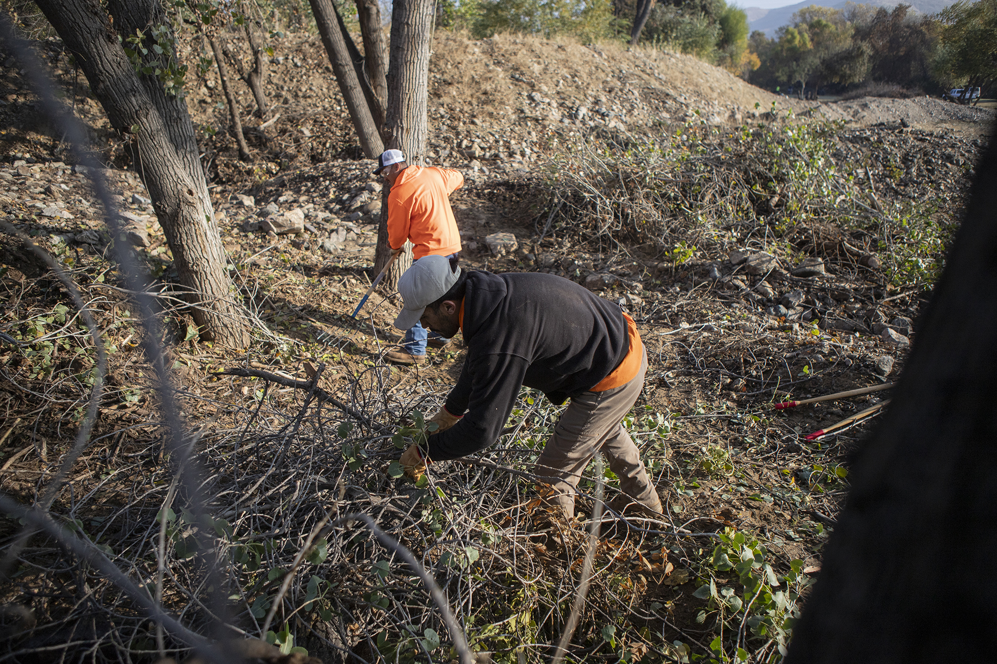 California got millions to train workers in disaster relief, but it’s leaving money on table Two people in a working sweatshirt and protective work attire are working on piling tree branches in their work area. The first person is bent over, using his hands to collect the branches, while the other person uses a rake.
