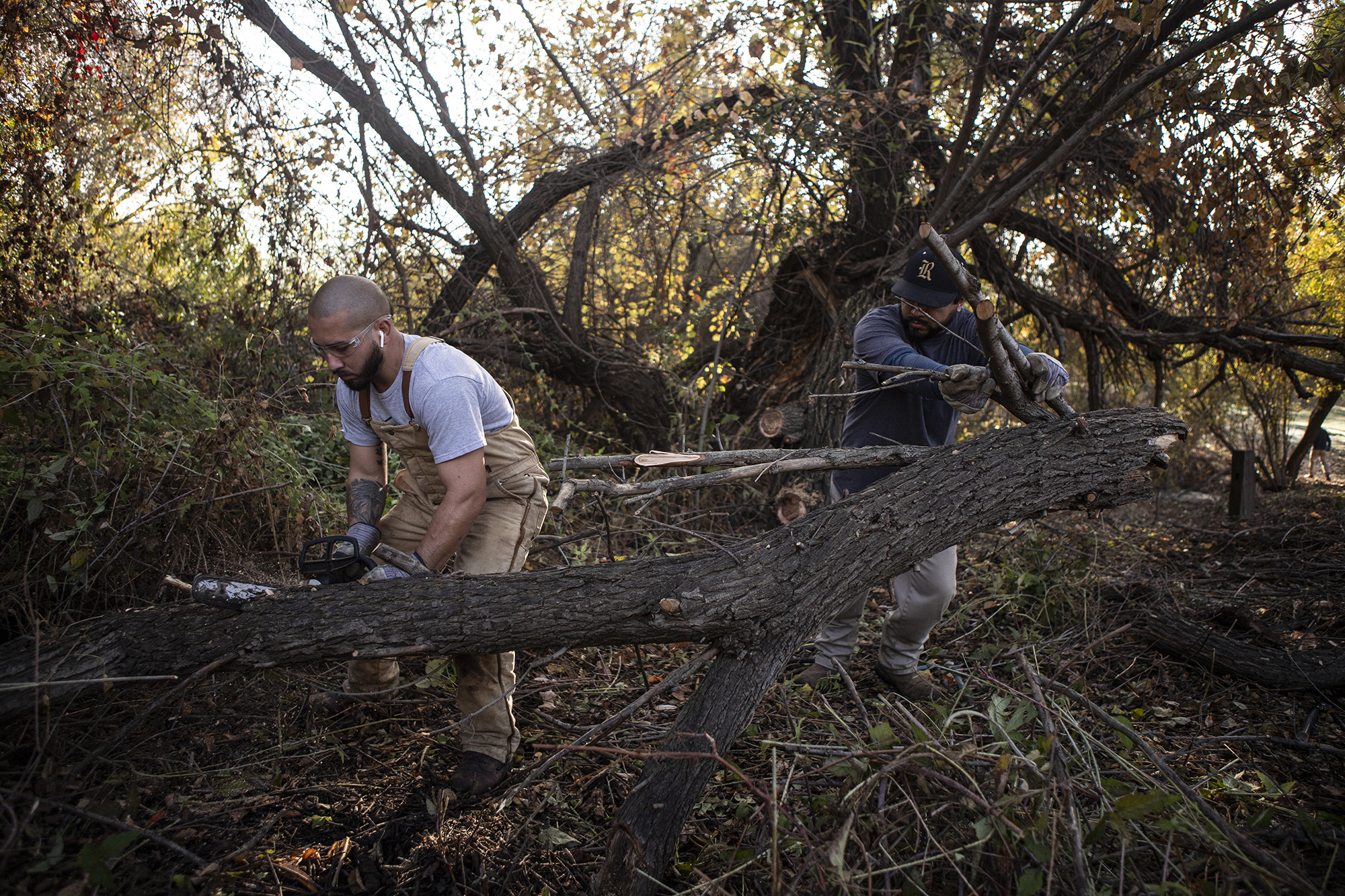 California got millions to train workers in disaster relief, but it’s leaving money on table Two people working in protective work attire help each other to chop a tree apart in a park. One person on the left uses a chainsaw to cut the tree apart, while the other on the right pushes the other side of the tree to move it.