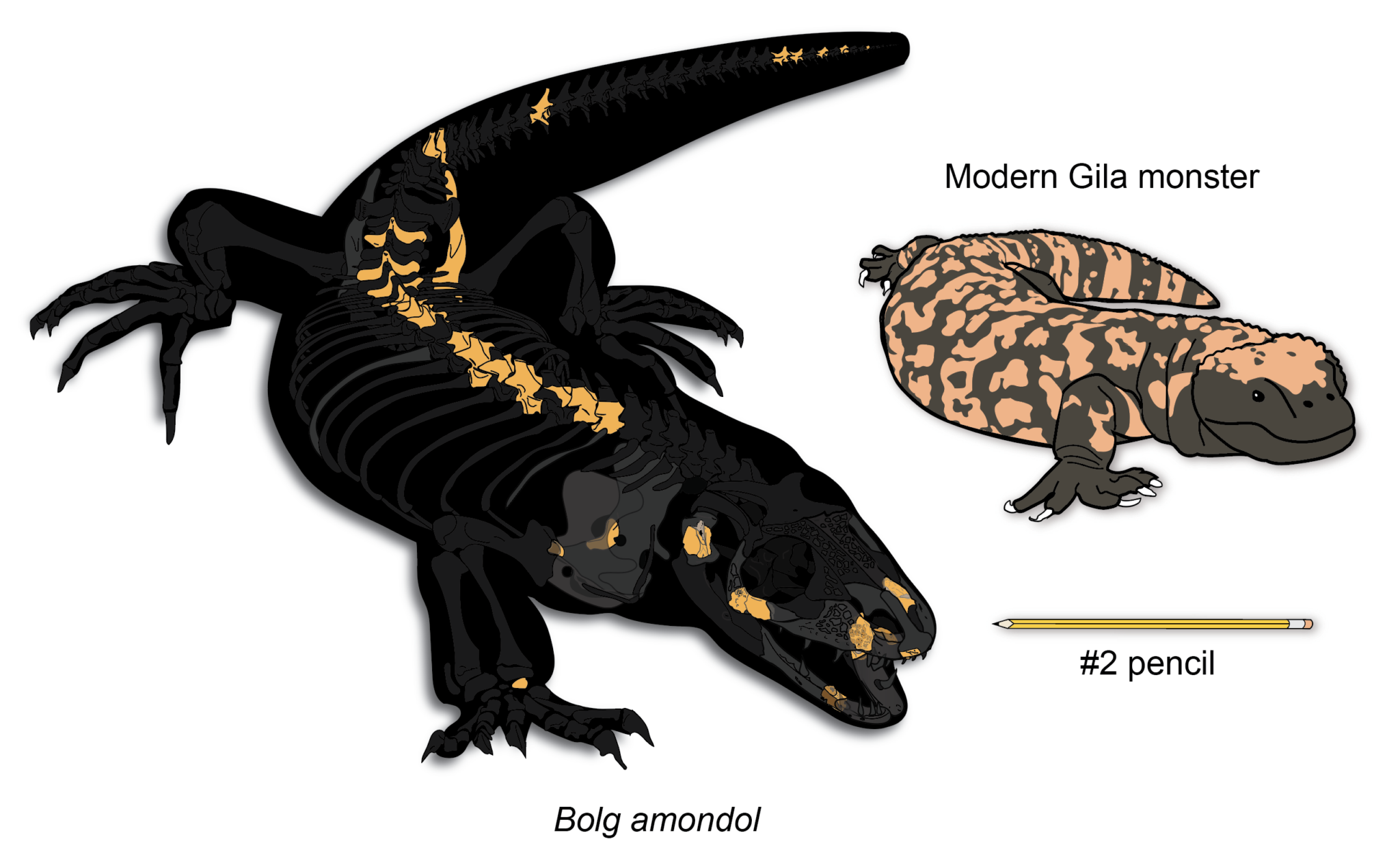 ‘Goblin prince’: New monstersaur discovered in Utah reveals hidden secrets of Gila monster relatives ‘Goblin prince’: New monstersaur discovered in Utah reveals hidden secrets of Gila monster relatives