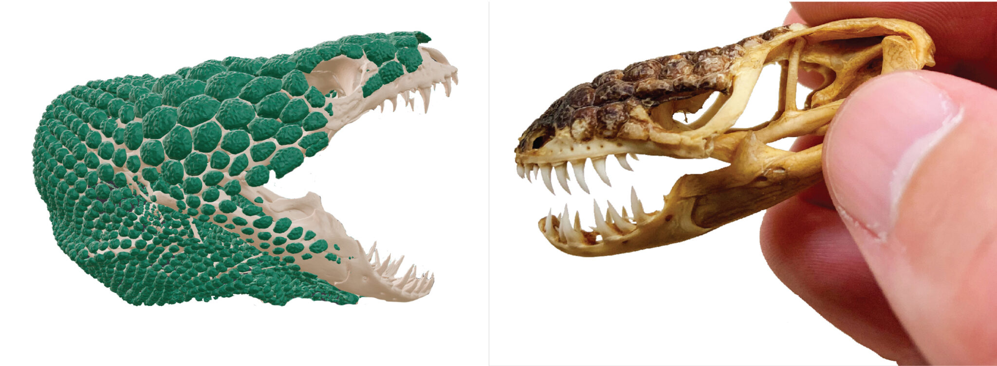 ‘Goblin prince’: New monstersaur discovered in Utah reveals hidden secrets of Gila monster relatives ‘Goblin prince’: New monstersaur discovered in Utah reveals hidden secrets of Gila monster relatives