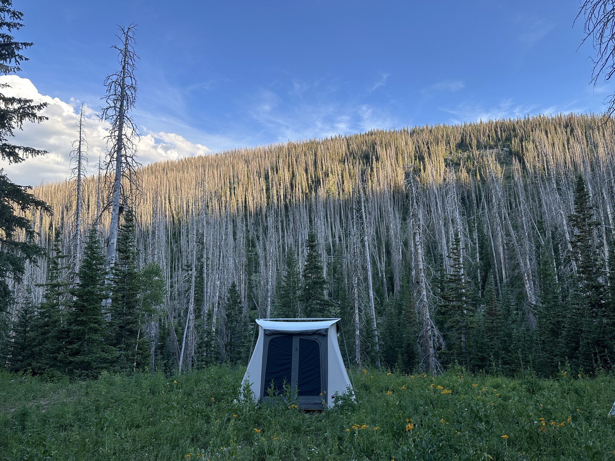 What the end of the ‘roadless rule’ could mean for Utah’s national forests What the end of the ‘roadless rule’ could mean for Utah’s national forests