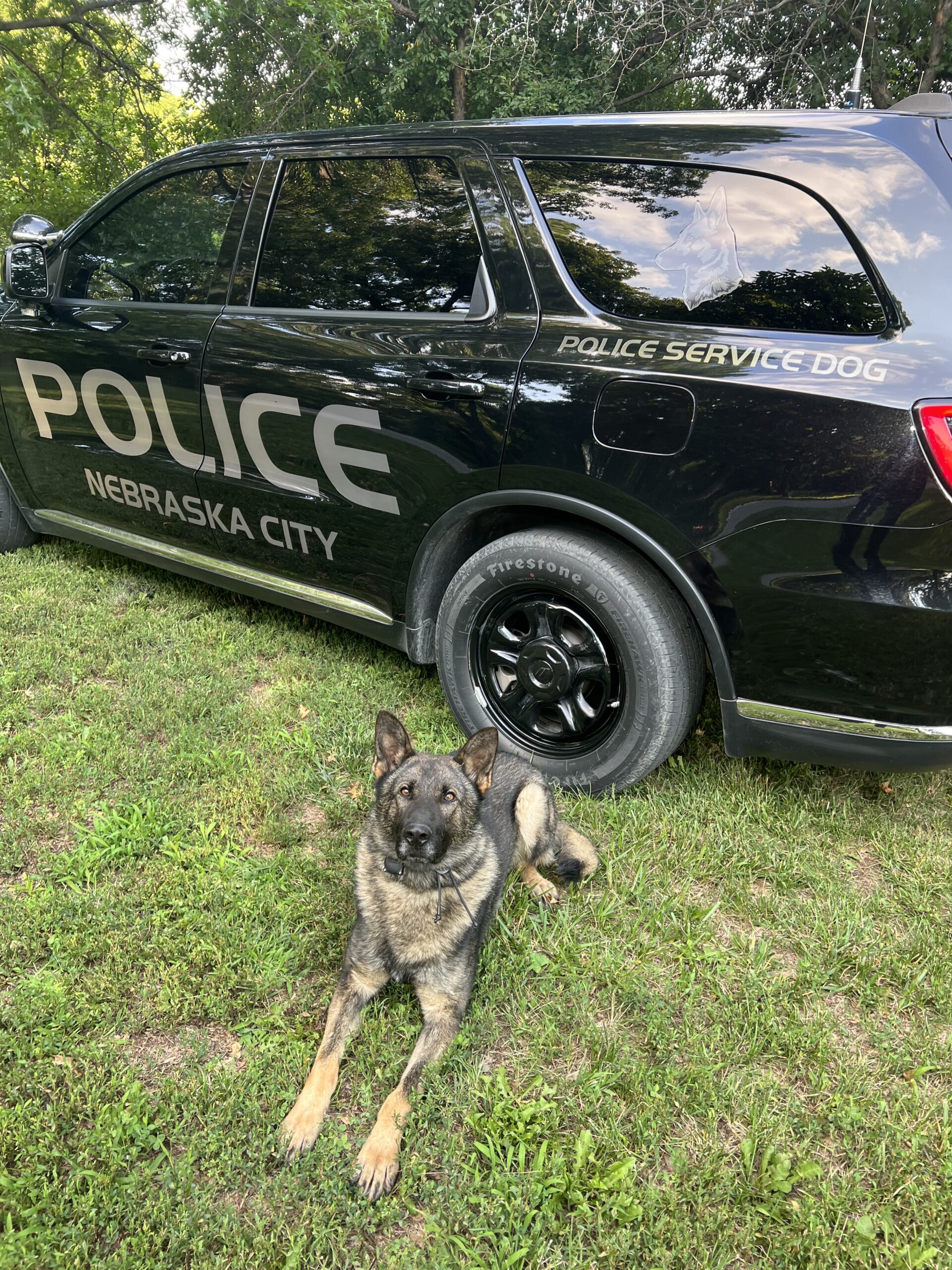Lawmakers to debate authorizing EMS care, transportation for injured Nebraska K-9s Nebraska K-9s injured in line of duty newly authorized for EMS care, transportation