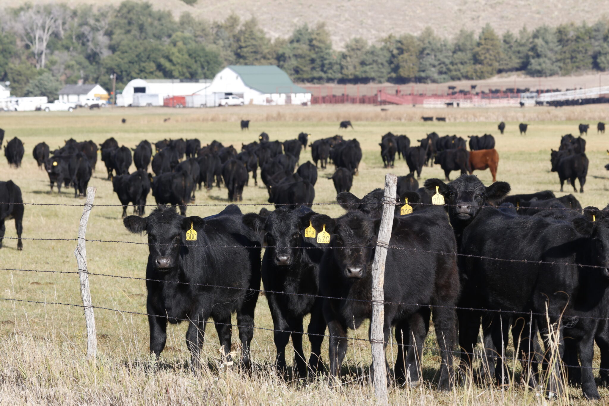 Cattle ranchers deserve a break on onerous property taxes Nebraska auditor claims tens of thousands of dollars improperly paid to state workers, some dead