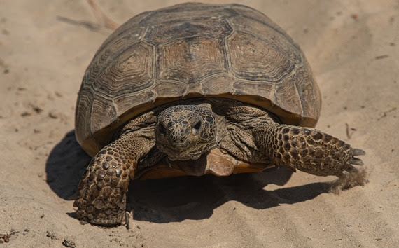 Newest SC preserve opens, protecting 10,570 acres so far Newest SC preserve opens, protecting 10,570 acres so far