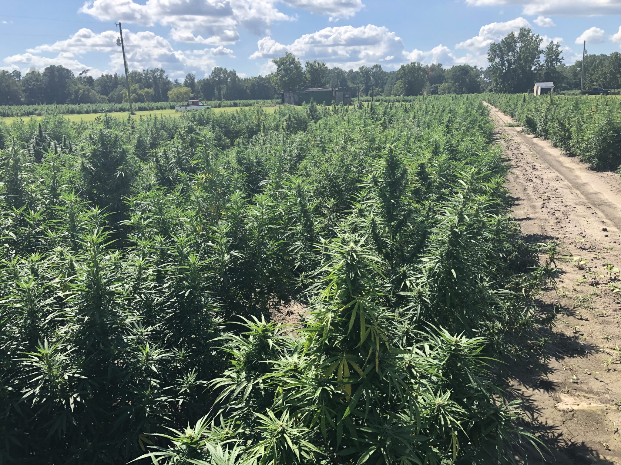 Hemp was supposed to benefit SC farmers. Many have ditched the crop. Hemp was supposed to benefit SC farmers. Many have ditched the crop.