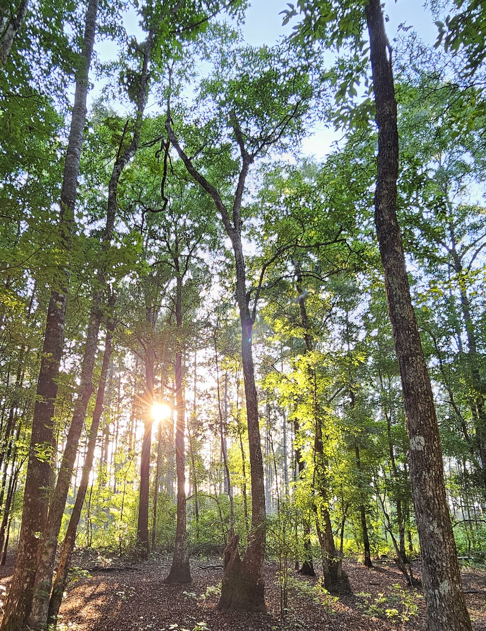 Conservation group buys 8,000-acre forest in Georgetown County Conservation group buys 8,000-acre forest in Georgetown County