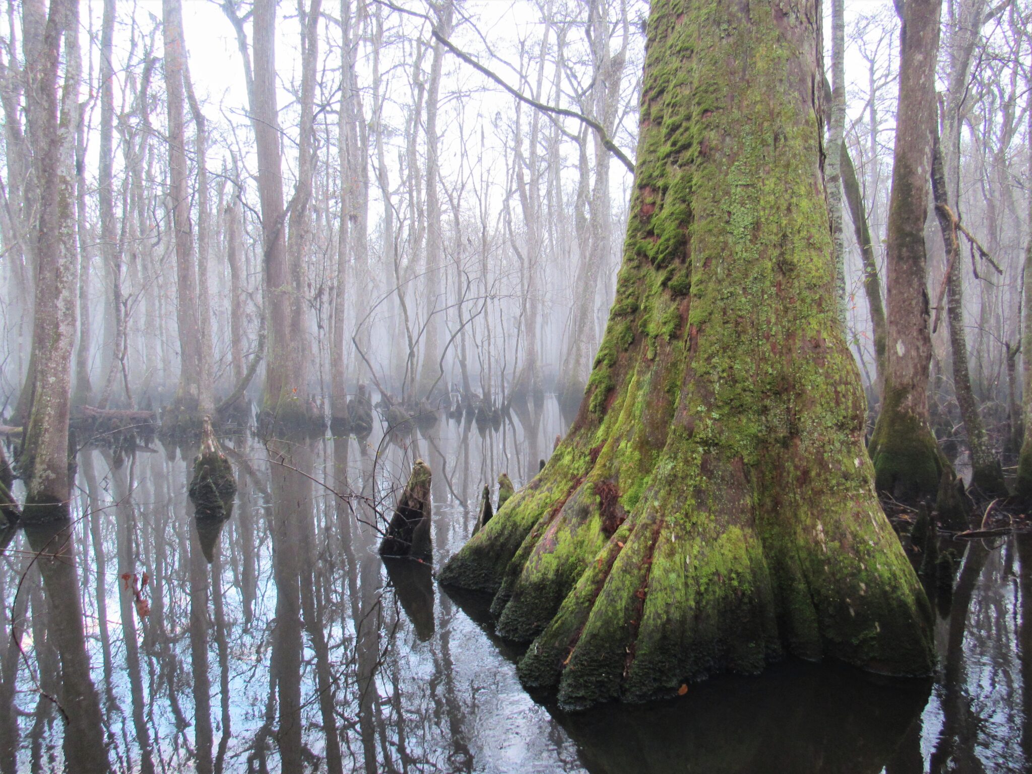 SC utility seeks to upgrade powerline through rare cypress-tupelo swamp SC utility seeks to upgrade powerline through ancient cypress forest